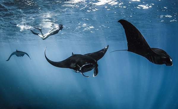 ӡ�Ὠ���ӻ�����������