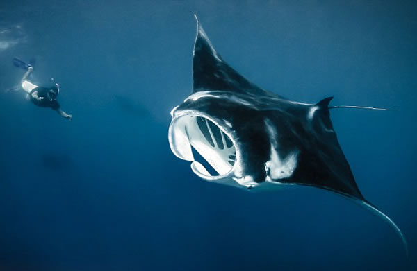 ӡ�Ὠ���ӻ�����������