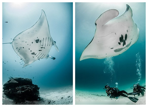 ӡ�Ὠ���ӻ�����������