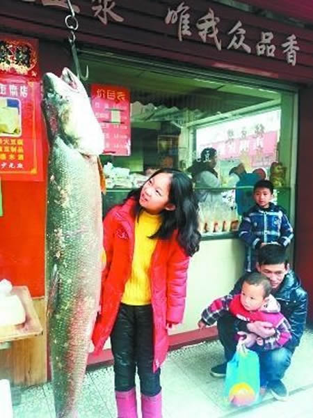 长江中钓起一条大鳡鱼