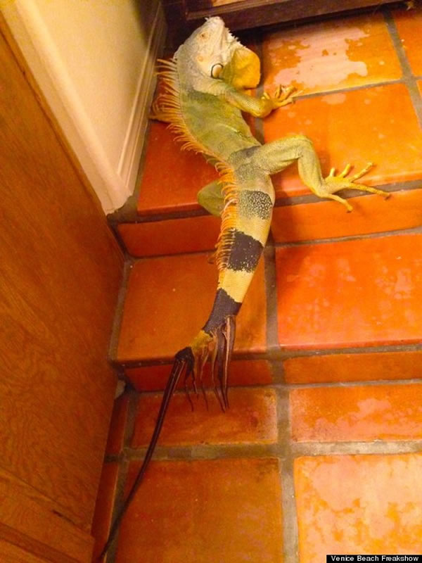 ����һ��1�׳����泤��8��β��