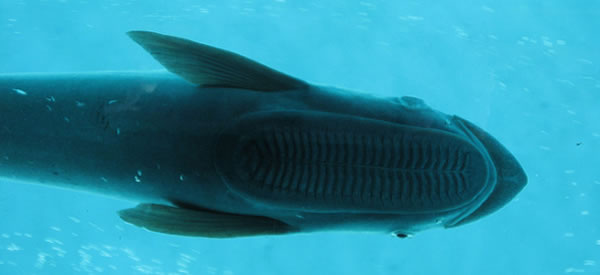 鮣鱼借助于头部的吸盘吸附于比自己体型大的动物身上生活