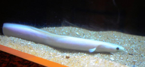 �ձ�����ϡ�еİ�����