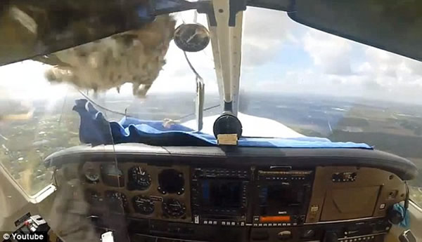 飞机上的摄像头记录大鸟撞飞机瞬间