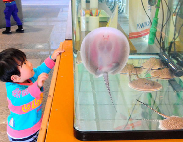 日本水族馆“珍珠魟”产下8条幼鱼