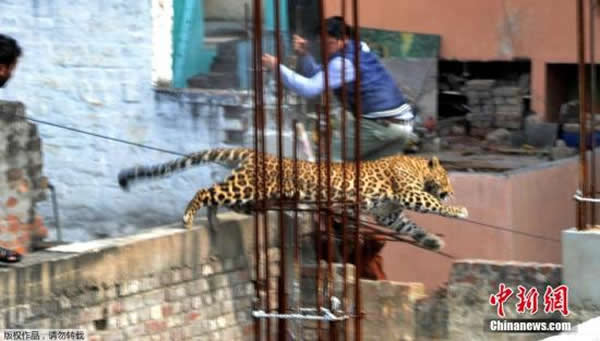 印度北部北方邦密拉特日前因为一直猎豹而人心惶惶,这只猎豹自由地在密拉特街头徘徊,已有6人遭其攻击受伤,当局下令关闭了当地的学校。报道称,这只猎豹来自附近的森林。