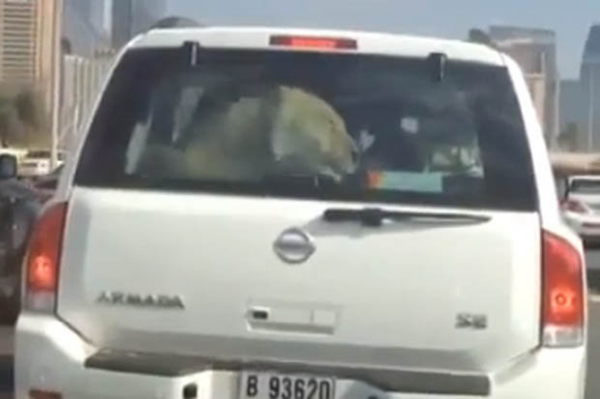 迪拜一位司机开车载狮子出门,狮子在后座蠢蠢欲动,双眼注视着车窗外的风景。