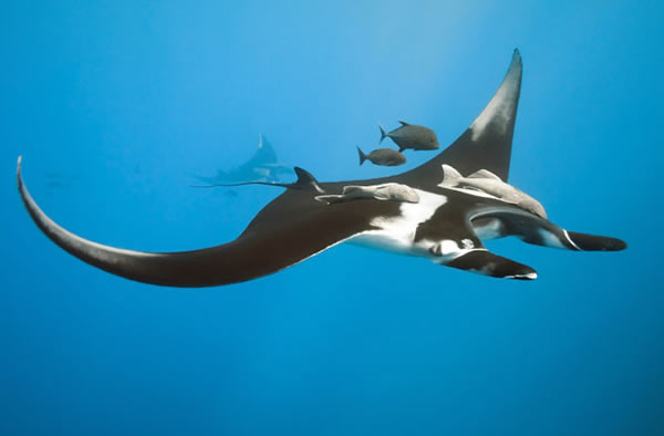 A single manta ray is worth $1 million dollars in tourism revenue over its lifet