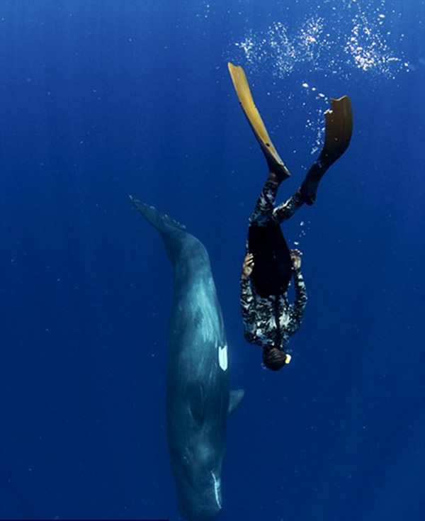 阿曼达说:“和巨头鲸一起自拍是一次令人难以置信的奇妙经历,它们不会伤害人类。”