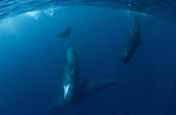 阿曼达承认,靠近巨头鲸的确需要勇气,但她不想错过这一生难遇的拍照机会。