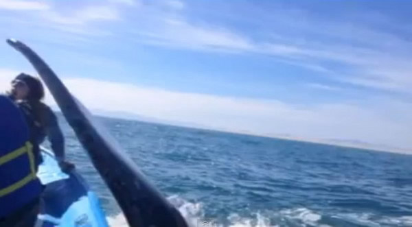 加拿大女子观鲸被鲸鱼用大尾巴扇面