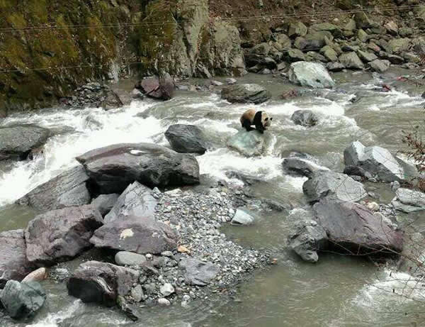 ߴӸϴһͼƬֻӰֻĴèƺϪԾĺˮҲֱܡ