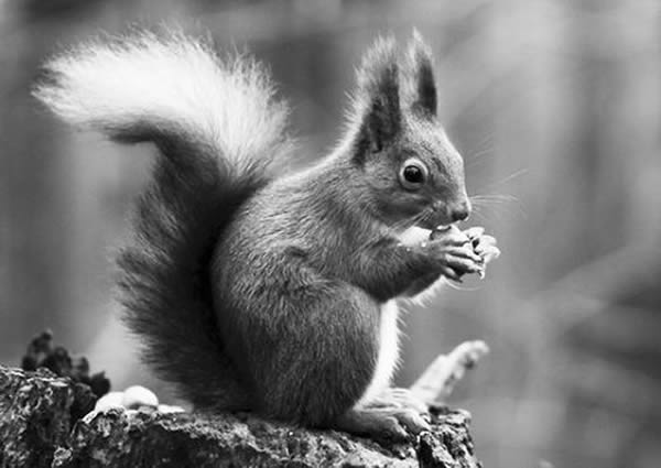 红松鼠“笼络”捕食者松貂共同抵御灰松鼠