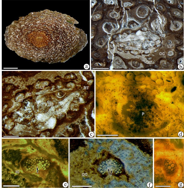 ������ķ���Ͼ������֣��������������