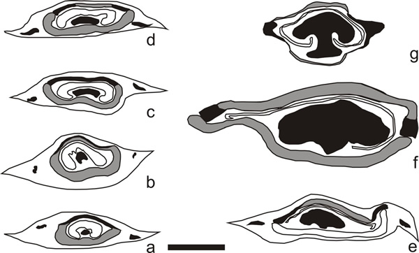 ������ķ���Ͼ������֣�Ҷ������ά�����ػ������֯ʾ��ͼ