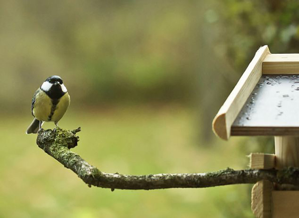 德国蓝山雀遭厚脸皮松鼠抢占地盘