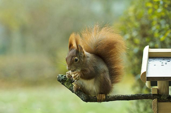 德国蓝山雀遭厚脸皮松鼠抢占地盘