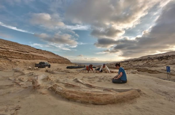 Researchers have discovered dozens of fossilized skeletons of marine animals in