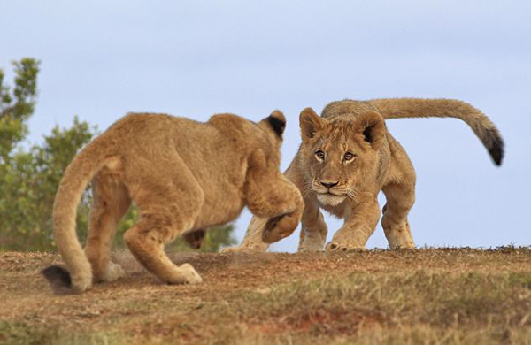 南非Kariega保护区大草原上两只小狮子