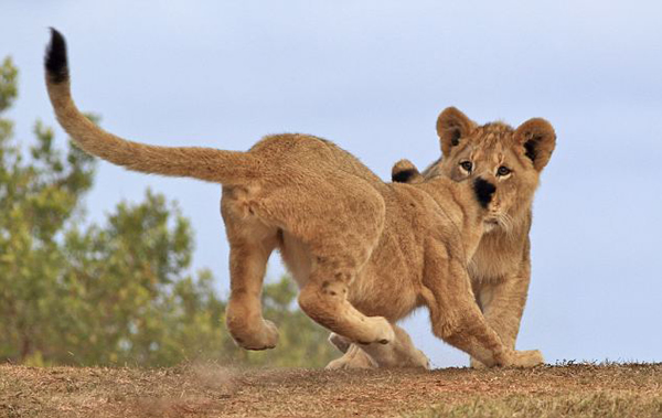 南非Kariega保护区大草原上两只小狮子