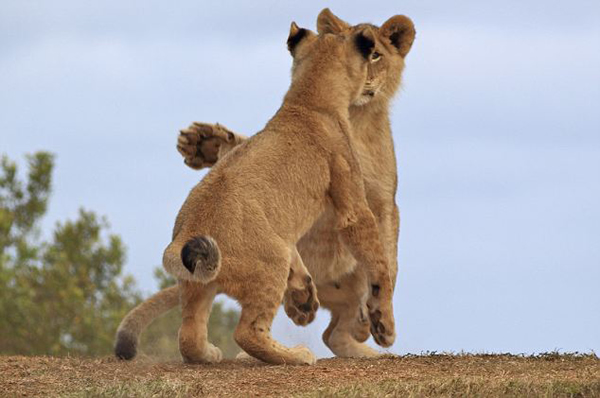 南非Kariega保护区大草原上两只小狮子