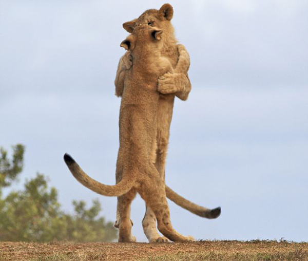 南非Kariega保护区大草原上两只小狮子