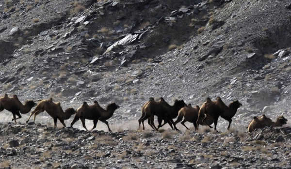 ����2��27�����㵽��Ұ������ʳ�����