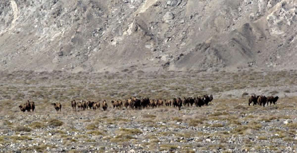 ����2��27�����㵽��Ұ������ʳ�����