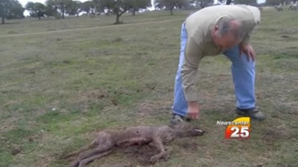 美国得州猎杀一只神秘动物 疑为吸血怪兽“卓柏卡布拉”
