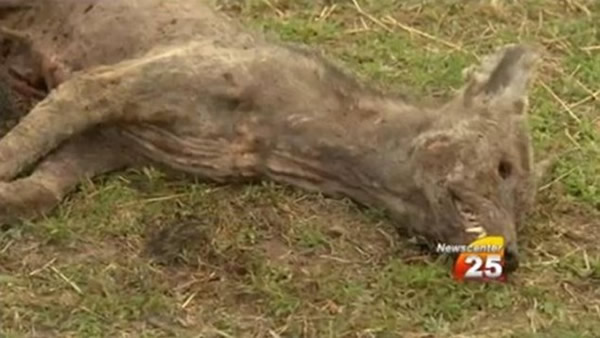 美国得州猎杀一只神秘动物 疑为吸血怪兽“卓柏卡布拉”