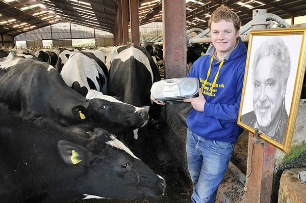 英国奶牛场的奶牛听歌后产奶量和质量都得到提高