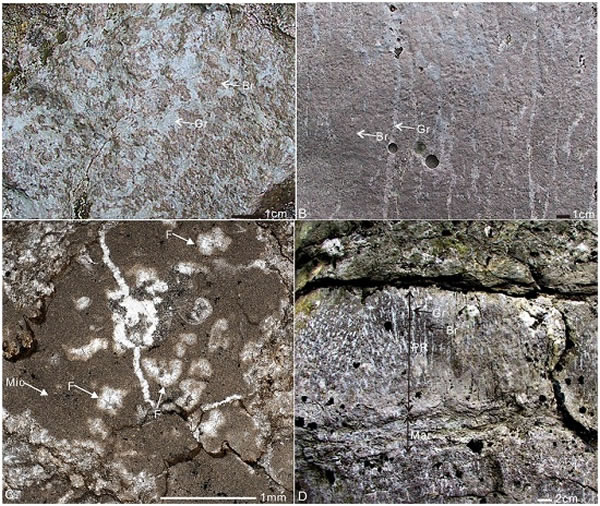 图1  树枝状岩石露头照片（A、B、D）和薄片照片（C）