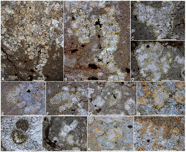 图2  树枝状和斑点状微生物岩中的微囊藻模铸化石，呈树枝状以及各种不规则形状