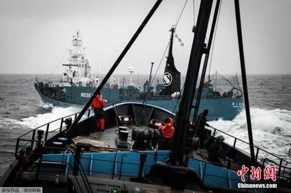 资料图:当地时间2月2日,南大洋,日本捕鲸船“第二勇新丸”(Yushin Maru)号企图对反捕鲸船“史蒂夫·欧文”(Steve Irwin)号进行驱离。图为日