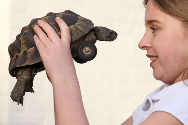 英国一只小乌龟前肢遭老鼠啃食装车轮代步