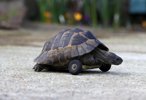 英国一只小乌龟前肢遭老鼠啃食装车轮代步
