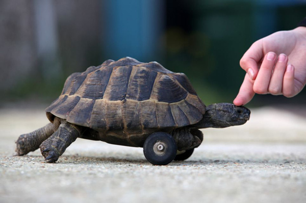 英国一只小乌龟前肢遭老鼠啃食装车轮代步