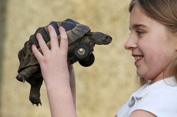 英国一只小乌龟前肢遭老鼠啃食装车轮代步