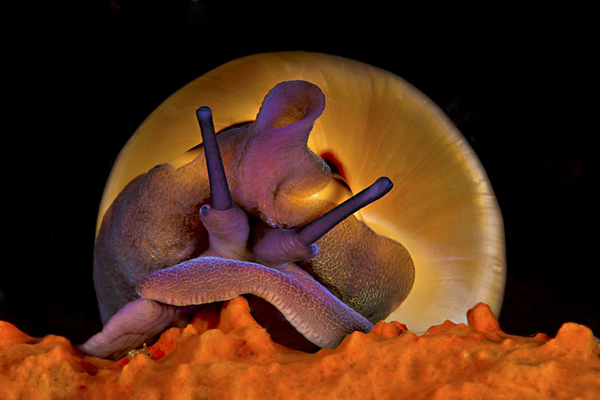 ����ˮ����Ӱ����������Ʒ