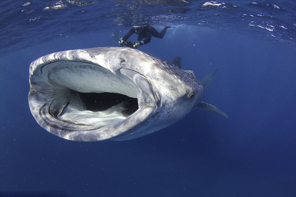 ����ˮ����Ӱ����������Ʒ