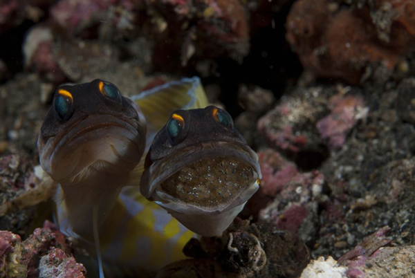 ����ˮ����Ӱ����������Ʒ