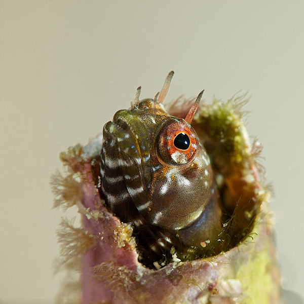 ����ˮ����Ӱ����������Ʒ