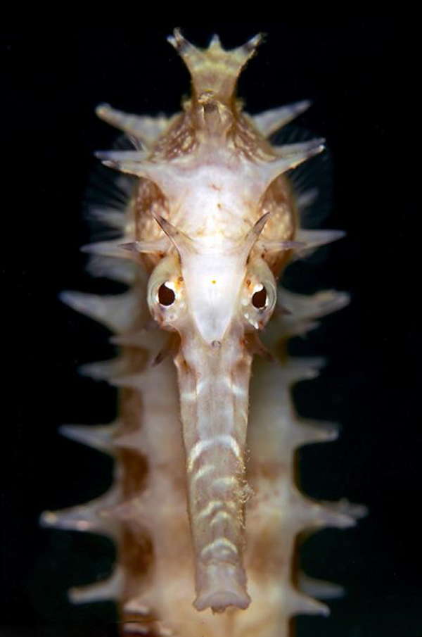 ����ˮ����Ӱ����������Ʒ