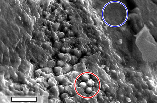 This scanning electron microscope image shows speroidal features embedded in a l