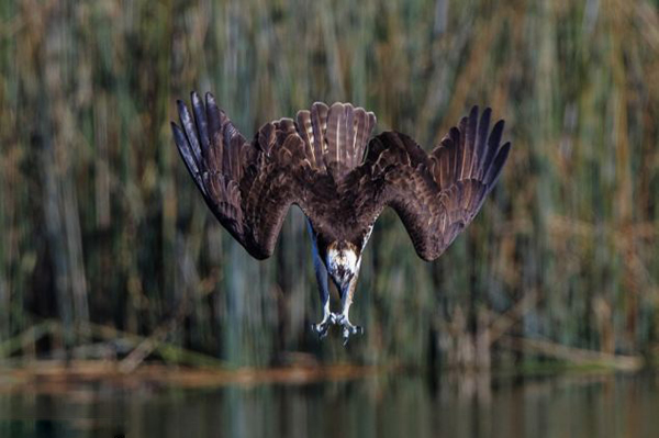 鱼鹰高速俯冲捕捉水中鱼