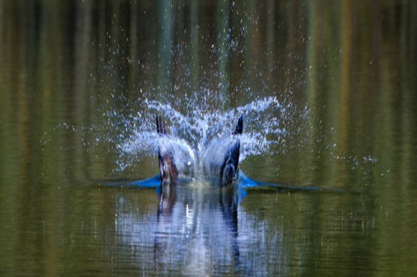 鱼鹰高速俯冲捕捉水中鱼