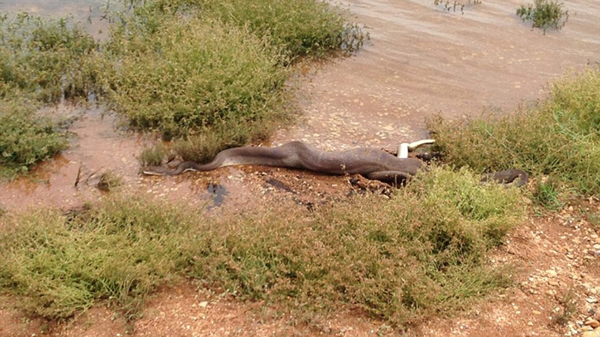 澳洲巨蟒猎杀淡水鳄鱼（图片）