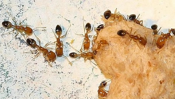 西澳金地一个小镇被蚂蚁包围