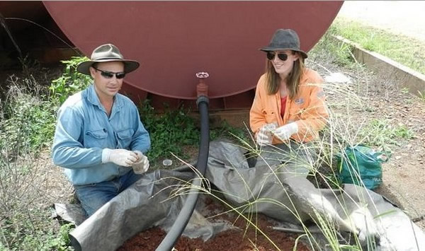 西澳金地一个小镇被蚂蚁包围
