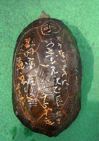 金龟的甲壳上除了“永远健康长寿”、“家中安全”等愿望外,还有看似女性名字的落款和一幅脸部画像。